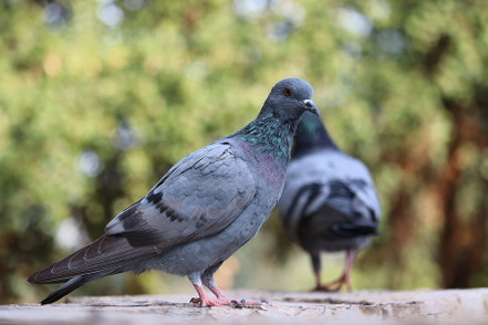 Best Bird Repellents: A Buyer’s Guide